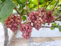 -金谷域澳洲庄园