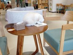 -藏猫猫咖啡主题馆(中央大道店)