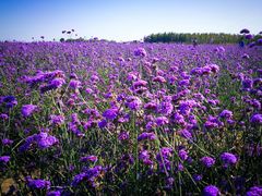 -赛汗塔拉风情园