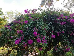 -中国科学院西双版纳热带植物园