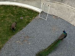 -J Create城市露营咖啡·简餐·宠物(上海动物园店)