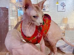 -藏猫猫咖啡主题馆(中央大道店)