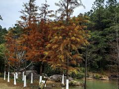 -广州白江湖森林公园