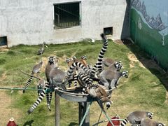 -西霞口神雕山野生动物世界