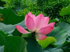 -陈家山荷花公园