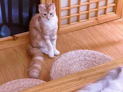-猫にゃん · 猫的隐藏屋猫咖(麦地旗舰店)