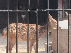 -保定市动物园
