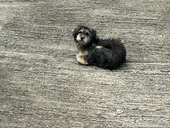 -雅鲁激流探险漂流