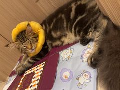 -爱佳宠物中心医院24H·CT·骨外科·猫专科(瑶海万达店)