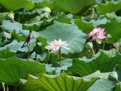 景点-荔湾湖公园