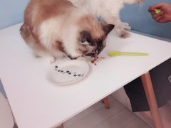 -喵的天空名猫咖啡馆·撸猫·猫舍·用品