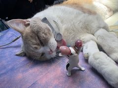 -创凡宠物医院·骨专科  猫科中心(西乡分院)