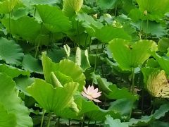 -荔湾湖公园