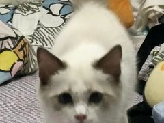 -纳吉亚猫专科动物医院·北北分院