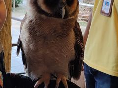 -清迈夜间动物园