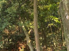 -广州市帽峰山景区