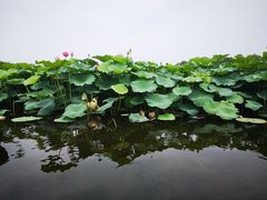 -荷塘月色湿地公园·向阳花洲