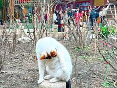 -龙华素斋(龙华路店)