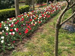 -上海鲜花港
