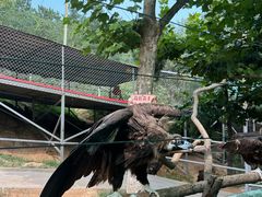 -西霞口神雕山野生动物世界