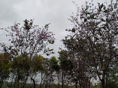 -海珠湖公园