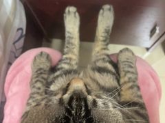 -天使宠物医院·犬猫分诊(彩虹店)