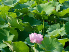 -上海玛雅海滩水公园