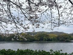 -西湖游船