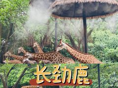 -广州长隆野生动物世界