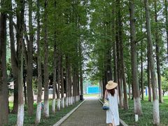 -水杉园
