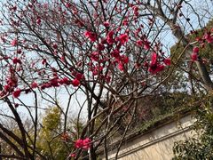 -无锡梅园公园