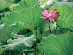 -蝴蝶里·粤菜·点心(龙湖天街&滨江店)