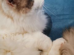 -滚猫咖啡·猫咖·猫友好撸猫(未来城店)