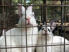 -草根堂农场