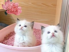 -十年猫舍·猫咪专门店(普陀店)