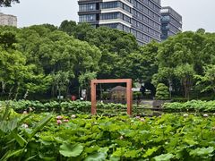 -陈家山荷花公园