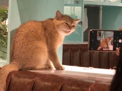 -猫小院猫主题餐厅(三里屯店)