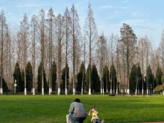 -合肥滨湖国家森林公园