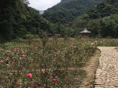 -广州市石门国家森林公园