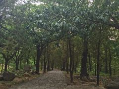 -泰山风景名胜区-普照寺
