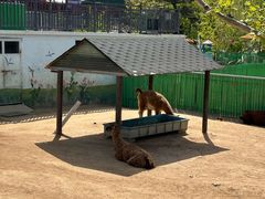 -西霞口神雕山野生动物世界