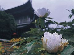 -龙华寺