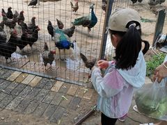 -杨柳青庄园
