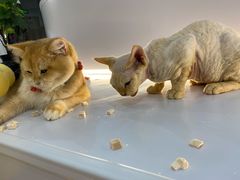 -COLOR PETS 撸猫馆·购猫·猫咖(长风大悦城店)