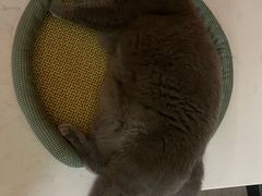 -瑞派名望24h动物医院异宠专科·猫专科·骨科·重症监护分院