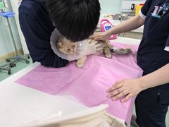 -北京观赏动物医院·24小时大型综合·猫专科·异宠专科