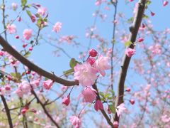 -上海共青森林公园