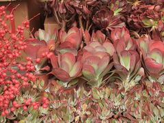 -重庆市江北嘴中央商务区中央公园