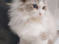 -飞行喵MR PILOT|猫舍·猫咖(静安大融城店)