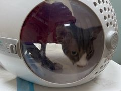 -中农大我爱我爱24h动物医院·中医针灸·猫专科·骨科医疗中心(双井店)